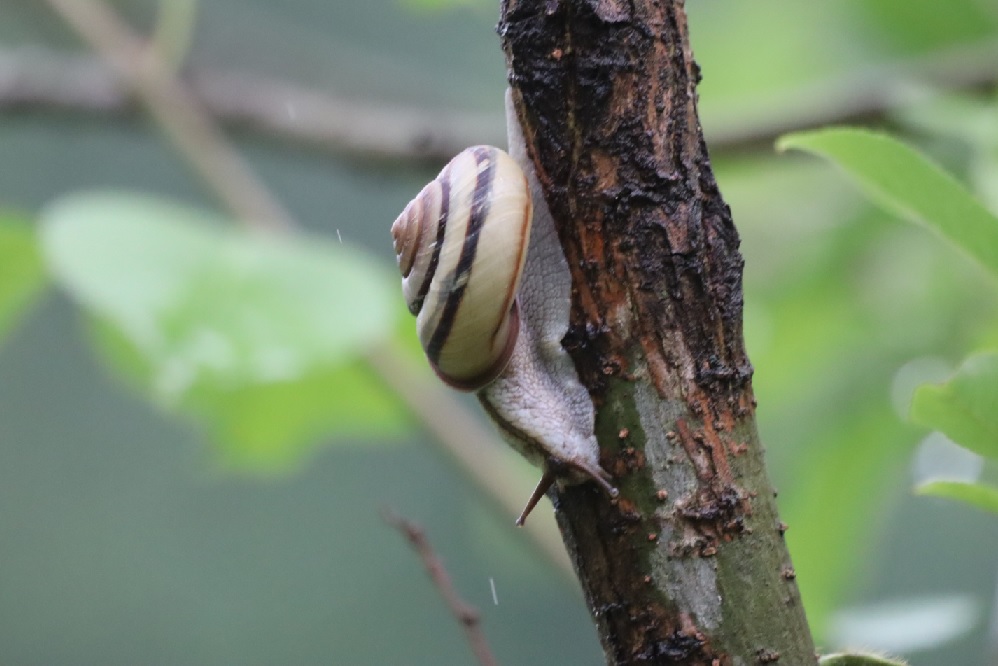 ミスジマイマイ_川縁のヤナギ_2023年6月11日14時10分気温20.5度 小雨